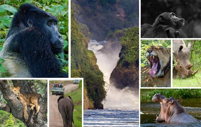 Uganda Tours & Wildlife Safaris: Stay at Aivilo Home Entebbe